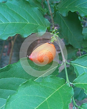 Peru plum or caferana (peanut butter fruit) has a peanut butter flavor photo