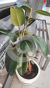 This plant is called red rubber or kebo rubber (Ficus elastica)