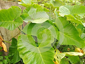 This plant, called taro, usually grows in tropical areas