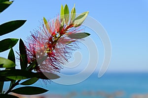 Plant of Callistemon with red bottlebrush flowers