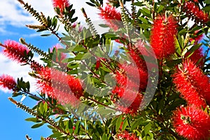 Plant of Callistemon with red bottlebrush flowers and flower buds against intense blue sky on a bright sunny Spring day.