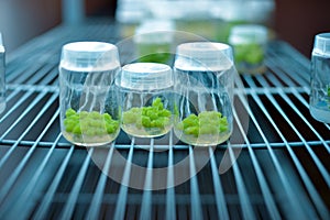 Plant callus tissue culture, biology science for plant regeneration