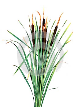 Plant cane isolated