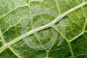 Plant capillaries for photosynthesis, green leaf texture, green leaf veins