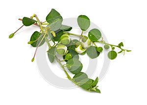 Plant Capparis, known as caper shrubs or caperbushes. Isolated on white background photo