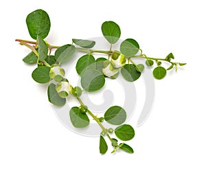 Plant Capparis, known as caper shrubs or caperbushes. Isolated on white background photo