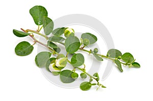 Plant Capparis, known as caper shrubs or caperbushes. Isolated on white background photo