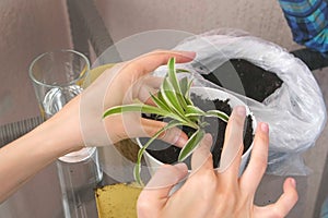 Plant care concept. Woman`s hands are planting houseplant. Repotting the Chlorophytum in the pot.