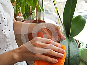 Plant care orchids. Treatment of plants against parasites.