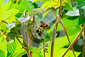 Plant castor oil plant. Photo of the fruit close-up.