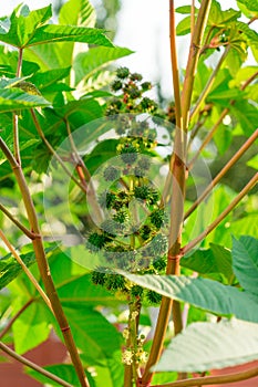 Plant castor oil plant. Photo of the fruit close-up.