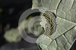 Plant caterpillars eating a leaf