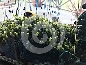 Plant the Caulerpa lentillifera or Green caviar in fish tank.