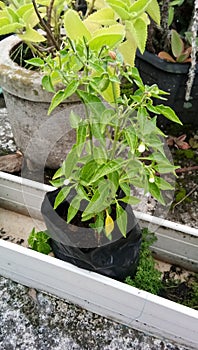 Plant cayenne pepper trees in pots in front of the house