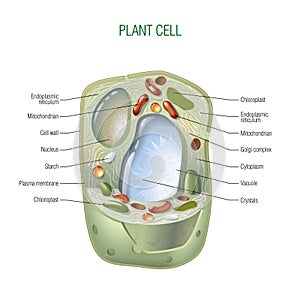 Plant cell