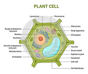 Vector illustration of the Plant cell anatomy structure. Educational infographic