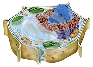 Plant cell photo