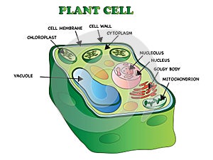 Plant cell