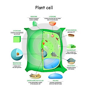 Plant cell anatomy structure