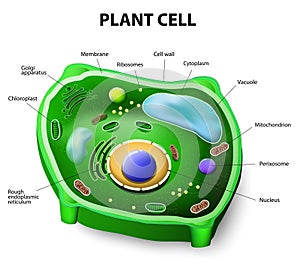 Plant cell anatomy photo