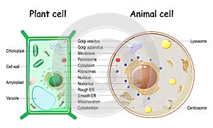 Plant Cell and Animal cell structure photo