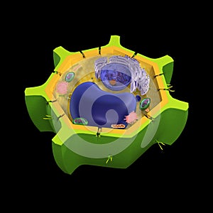 Plant cell photo