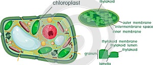 Plant cell and chloroplast structure with titles photo