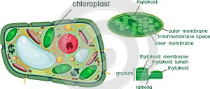 Plant cell and chloroplast structure with titles