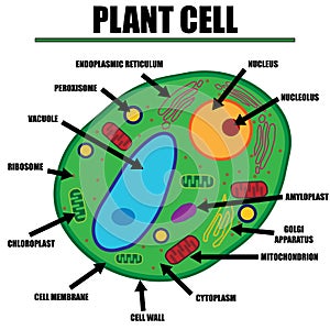 Plant Cell Color Diagram of organelles inside the cell wall for science and biology concepts. photo