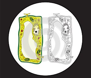 Plant cell cross section photo