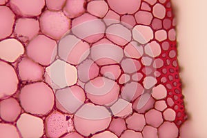 Plant cell cross section of stem