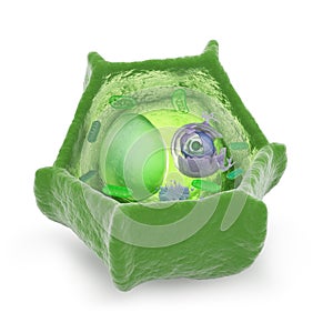 Plant cell cutaway illustration