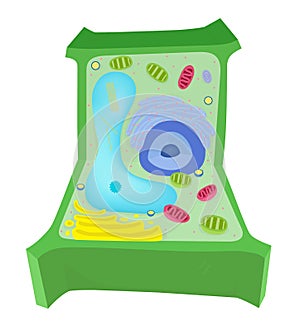 A plant cell diagram.