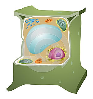 Plant Cell photo