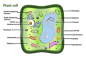 plant cell diagram vector Infographic illustration.