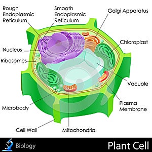 Plant Cell