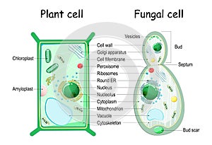 Plant cell and fungal yeast cell structure photo