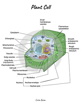 Plant Cell illustration