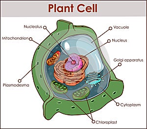 Plant cell isolated on white photo-realistic vector illustration photo