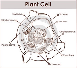 Plant cell isolated on white photo-realistic vector illustration