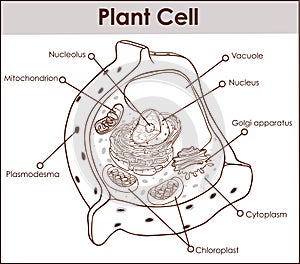 Plant cell isolated on white photo-realistic vector illustration photo