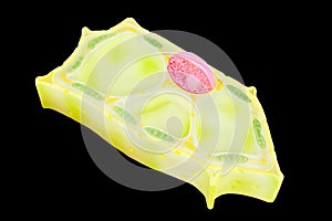Plant cell model on black background