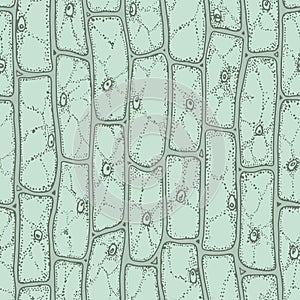 Plant cell pattern