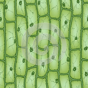 Plant cell pattern2