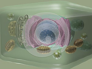 Plant cell side view photo