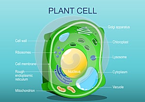 Plant cell structure