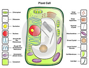 Plant cell structure anatomy infographic diagram