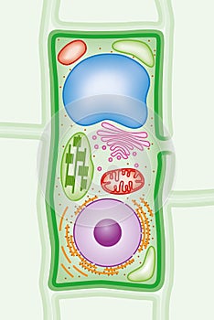 Plant cell structure cross section illustration