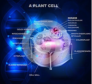 Plant Cell structure and DNA chain
