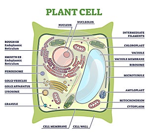 Plant cell structure with inner parts labeled description outline diagram